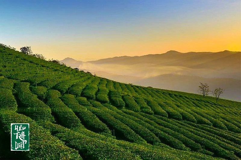 Đồi chè Bảo Lộc Lâm Đồng buổi bình minh 