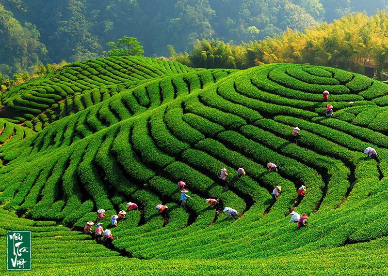 Ngày Chè Thế Giới 21/05
