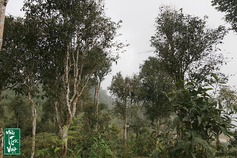 Những cây chè Shan cao vút mà thẳng đứng 