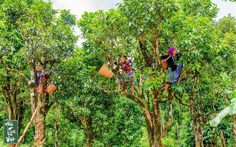 Vùng chè cổ thụ Tủa Chùa tỉnh Điện Biên