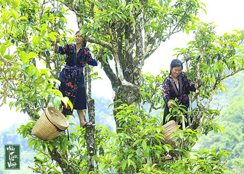 Cây chè Shan Tủa Chùa to cao, 2-3 người ôm không hết 